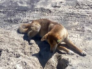 Sapphire Blue Travel